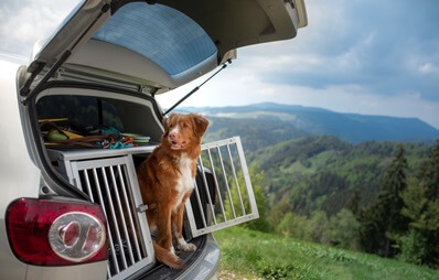 Autofahrt mit Hund
