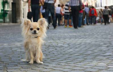 Hunde in der Stadt