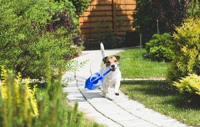 Hund und Garten: Ärgernisse verhindern