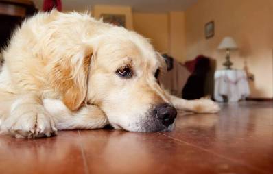 Experteninterview: Ängstliche Hunde