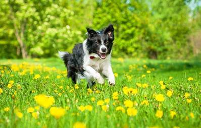 Hunde im Sommer: Tipps für die heiße Jahreszeit