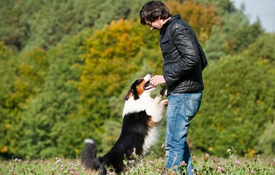 Hunde riechen am Schritt