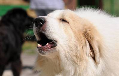 Hundebellen abgewöhnen