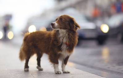 Hundedoc -mobiler Tierarzt in Berlin