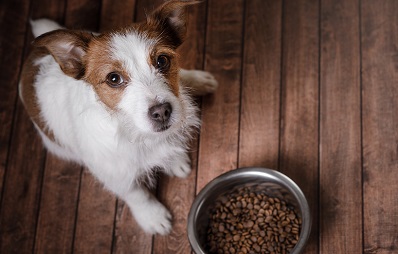 Hundeernährung bei Epilepsie