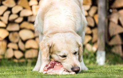 Hunde ernähren mit Fleisch vom Metzger?
