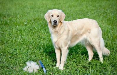 Hundehaare von der Kleidung entfernen