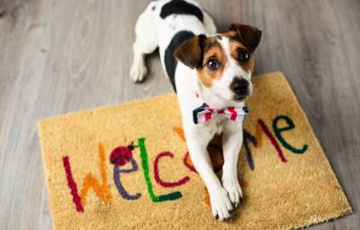 Hundhaltung: Gefahren im Haushalt