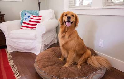 Hundekorb: Welche Größe passt zu meinen Hund?