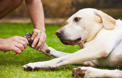 Hundekrallen schneiden - So geht's richtig!