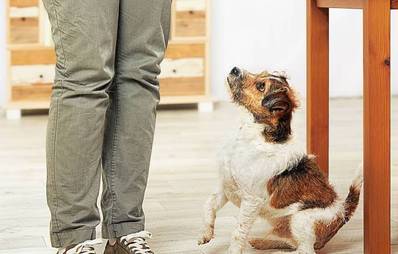 Hundeleckerlies - wie oft?