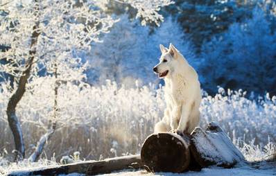 Hundepflege im Winter