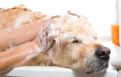 Hundeshampoo: So treffen Sie die richtige Wahl