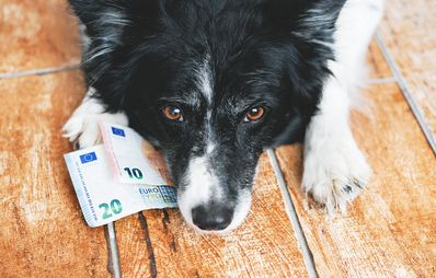Hundesteuer Kosten nach Bundesländern in Deutschland