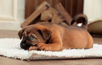 Hundewelpe frisst nicht - Was tun?