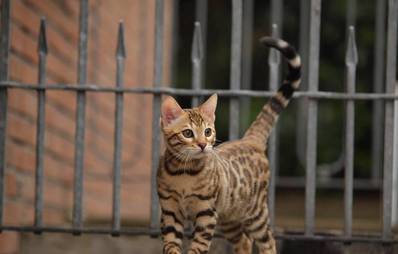 Hybridrassen unter den Katzen