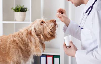 Schilddrüsenunterfunktion / Hypothyreose beim Hund