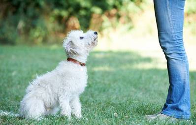 Impulskontrolle beim Hund trainieren