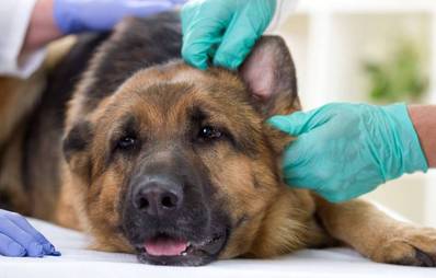 Infektionen bei Hunden