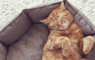 Internationaler Katzentag: Fotowettbewerb