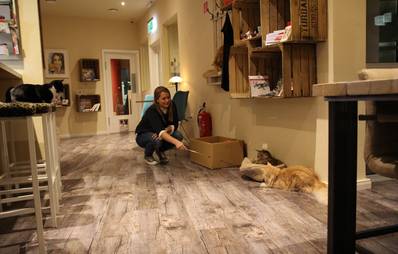 Interview: Katzencafé Stubentiger in Hannover