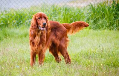 Irish Red Setter