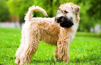 Irish Soft Coated Wheaten Terrier