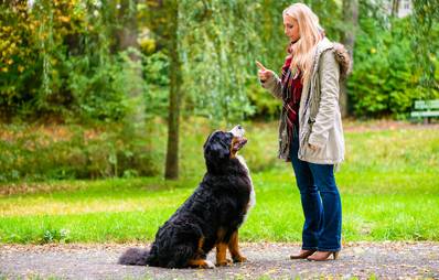 Ist Ihr Hund gut erzogen?