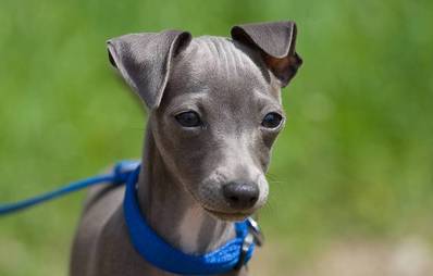 Italienisches Windspiel