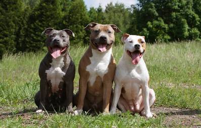 Kampfhunde - wahre Kämpfer?