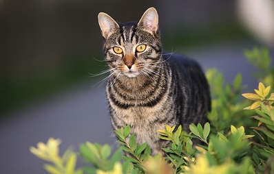 Wie Katzen lernen