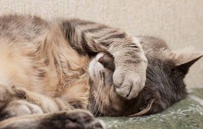 Kann man Katzen Tricks beibringen?