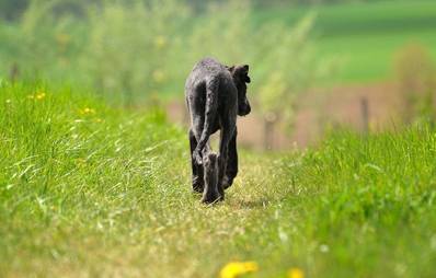 Kann mein Hund allein Gassi gehen?