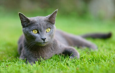 Kartäuser Katze liegt im Gras.