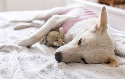 Kastration im Tierschutz