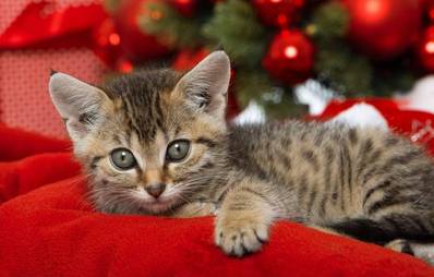 Katze als Weihnachtsgeschenk?