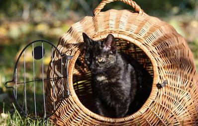 Transportbox - Katzen langsam daran gewöhnen