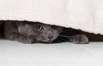 Katze ist scheu und verkriecht sich