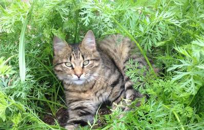 Katzen artgerecht vom Garten fernhalten