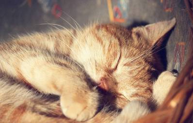 Katzen – Die Bedeutung der Schlafpositionen