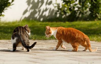 Gefährliche Revierkämpfe zwischen Katzen