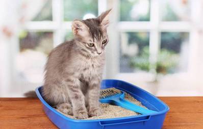 Katze stubenrein machen