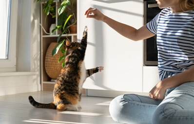 Kann ich meiner Katze Tricks beibringen?