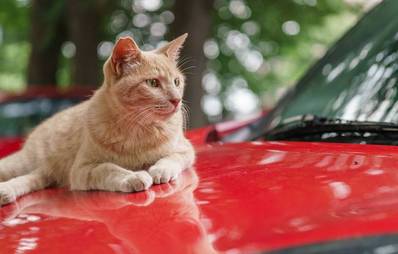 Katzen und ihre verrückte Liegeplatzwahl