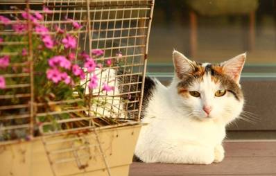 Katze und Wellensittiche