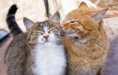 Zwei Katzen kuscheln sich aneinander und zeigen gegenseitige Zuneigung – ein Zeichen gelungener Zusammenführung