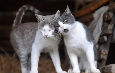 Katzenanschaffung: Rassekatze oder Mischlingskatze