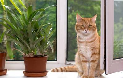 Katzenhaltung - Gefahren im Haushalt