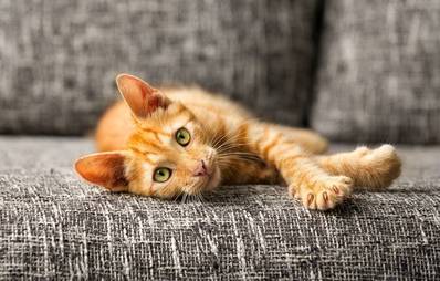 Katzenhaltung ohne Einwilligung des Vermieters