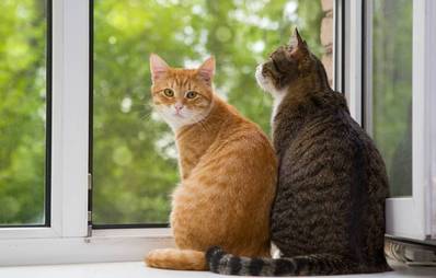 Katzenhaltung ohne Freigang?